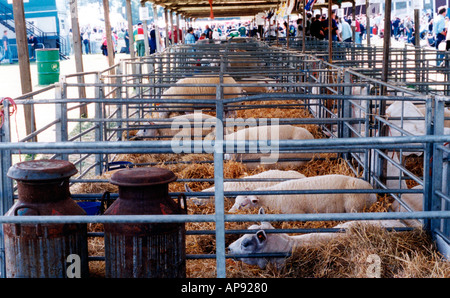 Moutons en plumes au Royal Highland Show Ingliston Edinburgh Banque D'Images