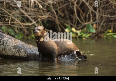 Loutre géant / loutre géant de rivière (Pteronura brasiliensis) situé sur le tronc d'arbre dans la rivière, parc national Noel Kempff Mercado, Bolivie Banque D'Images