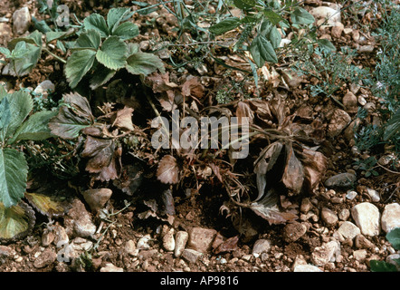 Pourriture de la couronne de fraise (Phytophthora cactorum) plantes de fraise tuées par la maladie Banque D'Images