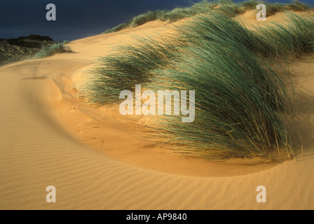 Dunes de sable balayées par le vent et les herbes à Carrapatiera eye35.com l'Europe de l'UE Portugal Algarve Banque D'Images