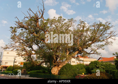 La plaine côtière d'Israël Ficus Sycomorus sycomore à Ramat Gan Banque D'Images