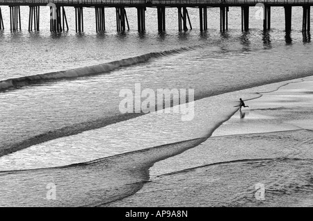 Poudre de surf. Un internaute est exécuté sur la plage avant de survoler le surf, ou d'embarquement (skimboarding écrémé). Avila Beach Californie Banque D'Images
