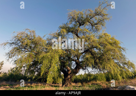 Israël la Shephelah Jujube tree à Tel Hadid Banque D'Images