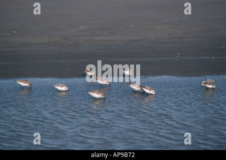 Peu de passage (Calidris minuta) à marée basse à Walvis Bay en Namibie 2000 Banque D'Images