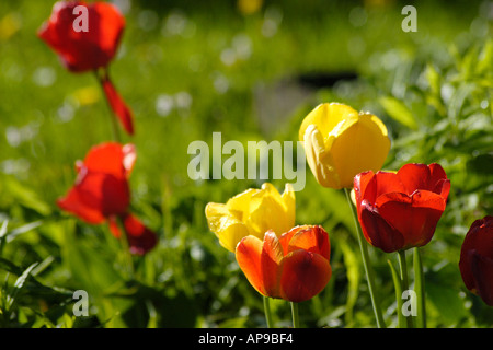 Tulipes rouges et jaunes Banque D'Images