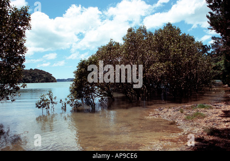 Les palétuviers, près de l'Île du Nord Nouvelle-zélande Paihia Banque D'Images