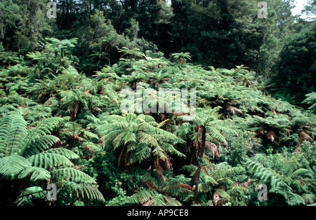 Forêt de fougères Pays Roi de l'Île du Nord Nouvelle-zélande Banque D'Images