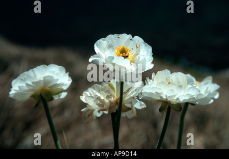 Mount Cook lily ranunculus lyallii ile sud Nouvelle Zelande Banque D'Images