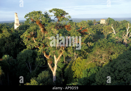 La jungle canopy vu du monde perdu mundo perdido El Peten Guatemala Tikal ruines Maya Banque D'Images