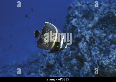 Français juvéniles de poissons-anges Banque D'Images