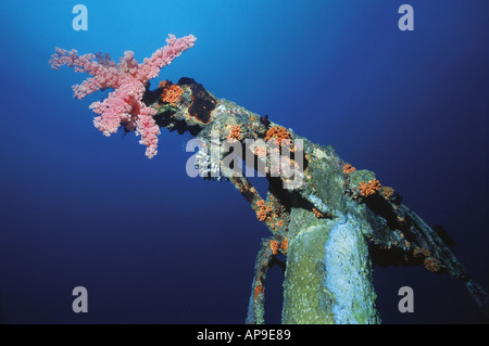 Soft coral accroché sur le mât de l'épave de Silver Star Banque D'Images