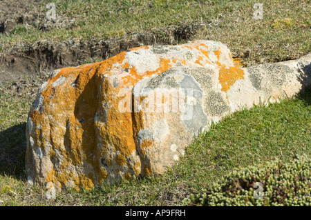 Le lichen Caloplaca sp poussant sur l'Île Saunders rock West Falkland Océan Atlantique Sud Décembre Banque D'Images