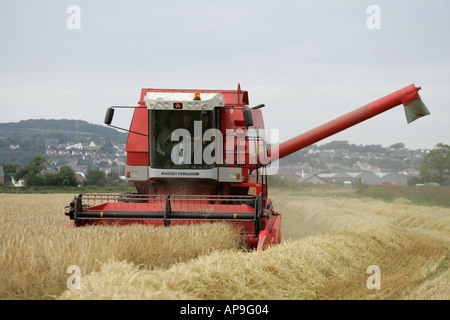 Rouge Massey Ferguson combine harvester in wheat field newtownards irlande du nord du comté de Down Banque D'Images