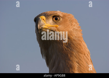 Aigle des steppes Aquila nipalensis tête contre un ciel bleu d'automne UK en captivité Banque D'Images