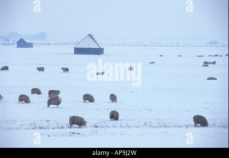 Hiver Texel moutons Banque D'Images