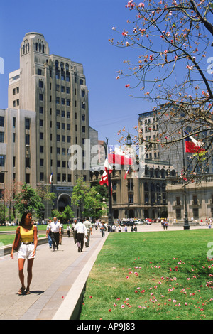 Arbres en fleurs sur la Plaza de la Constitucion à Santiago du Chili Banque D'Images