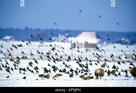 Texel hiver courlis vol Banque D'Images