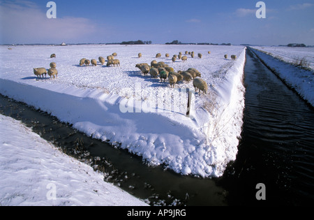 Texel hiver des moutons paissant dans un champ Banque D'Images