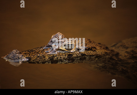 Gros plan de l'audition de jeunes caïman flottant dans la rivière, Noel Kempff Mercado National Park, Bolivie Banque D'Images