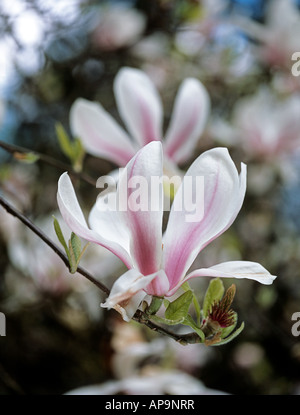 Fleur de Magnolia Banque D'Images