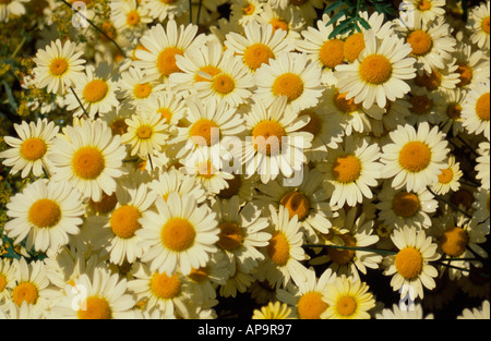 Floraison jaune Anthemis Tinctoria, EC Buxton, Surrey, Angleterre, Royaume-Uni Banque D'Images