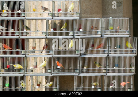 Oiseaux de cage à vendre au marché le dimanche sur la Plaza Nueva, Bilbao Banque D'Images