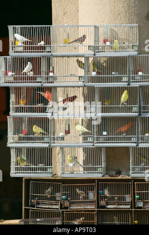 Oiseaux de cage à vendre au marché le dimanche sur la Plaza Nueva, Bilbao Banque D'Images