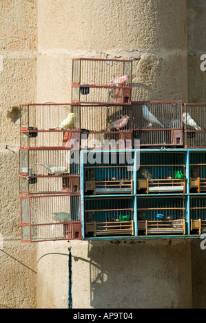 Oiseaux de cage à vendre au marché le dimanche sur la Plaza Nueva, Bilbao Banque D'Images