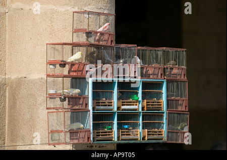 Oiseaux de cage à vendre au marché le dimanche sur la Plaza Nueva, Bilbao Banque D'Images