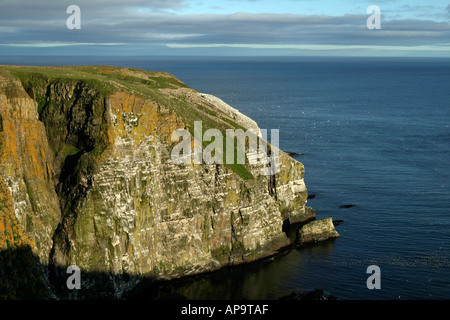 Le cap Saint Mary's réserve écologique, le cap Saint Mary's, Terre-Neuve, Canada atlantique Banque D'Images