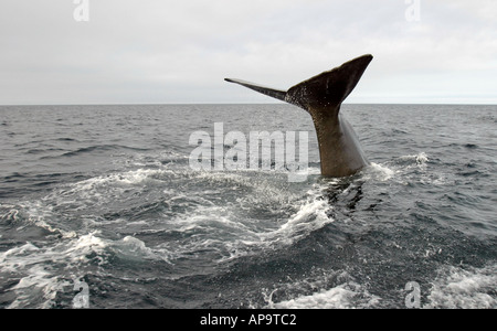 Queue de baleine, Cachalot plongée profondément dans la péninsule de Bonavista Trinity Bay, Terre-Neuve Canada Banque D'Images