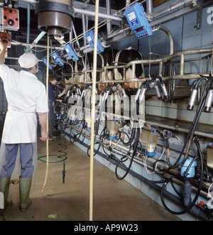 Les vaches frisonnes être traite en salle de traite de l'os de hareng pâtre réglage de mangeoires contrôlé par ordinateur Banque D'Images