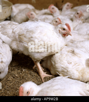 Les jeunes poulets, à l'intérieur des stylos produites pour la viande Banque D'Images
