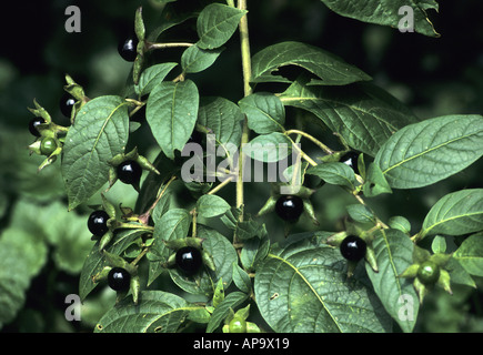 Belladone, Atropa belladonna, plante avec des baies, UK Banque D'Images