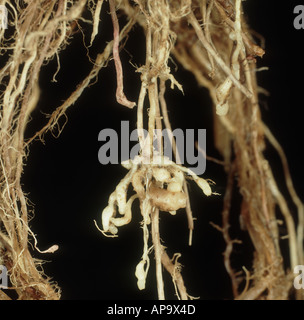 Nématodes Meloidogyne graminocola racine sur la racine de la plante de riz Banque D'Images