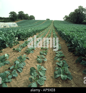 Les cultures de brassica mature et immature dans une parcelle de jardin marché dans le Devon Banque D'Images