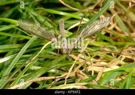 Une tipule Tipula sp insecte adulte sur pâturage de graminées Banque D'Images