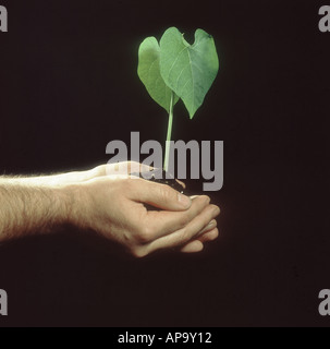 Mains tenant le haricot Phaseolus vulgaris plante Banque D'Images