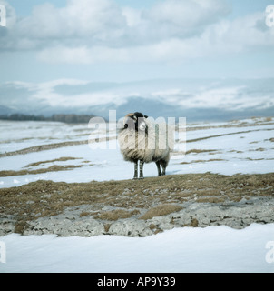 Moutons Brebis Swaledale dans un morne paysage enneigé Westmorland dans un hiver de Cumbrie Banque D'Images