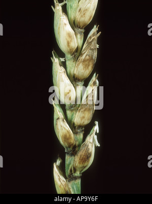 Infection par un blotch de glume ou (Phaeosphaeria nodorum) d'une oreille de blé Banque D'Images