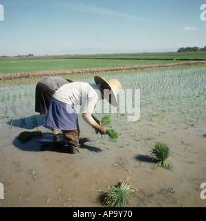 Pour le repiquage du riz dans les rizières des semis sur Luzon aux Philippines Banque D'Images