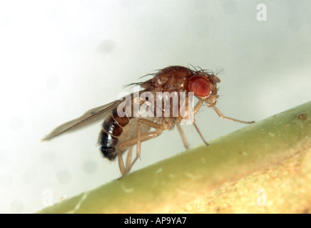 Des profils mouche à fruit Drosophila sp un genre utilisé dans des expériences de leur cycle de reproduction rapide Banque D'Images