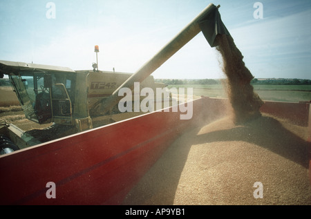 Combiner la récolte et décharge du blé biologique à une remorque Banque D'Images