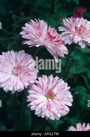 Close up de chrysanthèmes rose pâle Banque D'Images