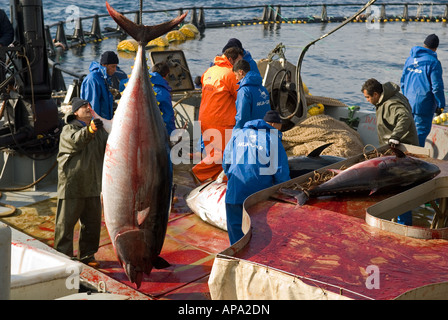 La capture de thon rouge dans des cages d'aquaculture Cesme Turquie Banque D'Images