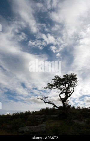 Arbre silhouette dans le Dartmoor National Park contre un ciel nuageux. Devon, Angleterre Banque D'Images