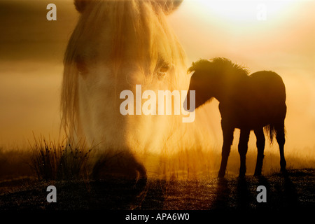 Silhouette d'un poney Dartmoor poulain sur un lever de soleil brumeux avec sa tête les mères d'un composite numériquement sur elle. Le Dartmoor, dans le Devon, Angleterre Banque D'Images