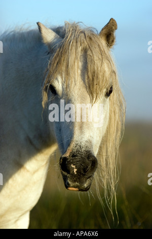 White poney Dartmoor dans la lumière du soleil du matin. Dartmoor National Park, Devon, UK Banque D'Images