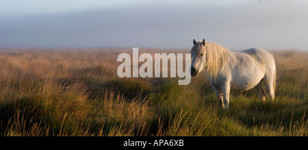 White poney Dartmoor dans la lumière du soleil du matin. Dartmoor National Park, Devon, UK Banque D'Images