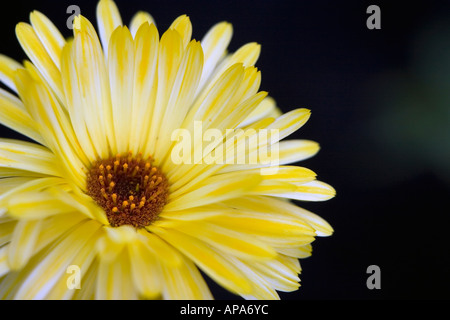 Calendula. Souci officinal flowerhead contre un fond sombre Banque D'Images